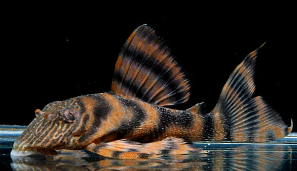 Alenquer Tiger Pleco - L397