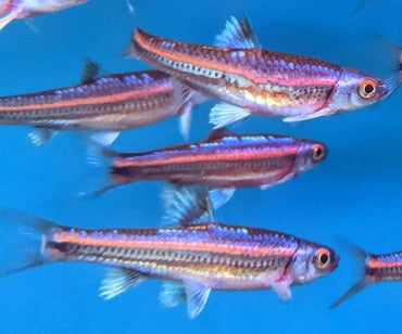 Male Rainbow Shiner - Notropis Chrosomus