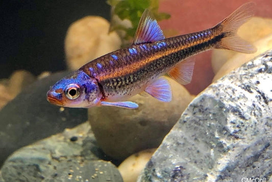 Male Rainbow Shiner - Notropis Chrosomus