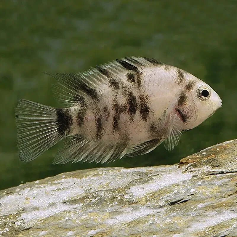 Convict Cichlid - Amatitlania Nigrofasciata