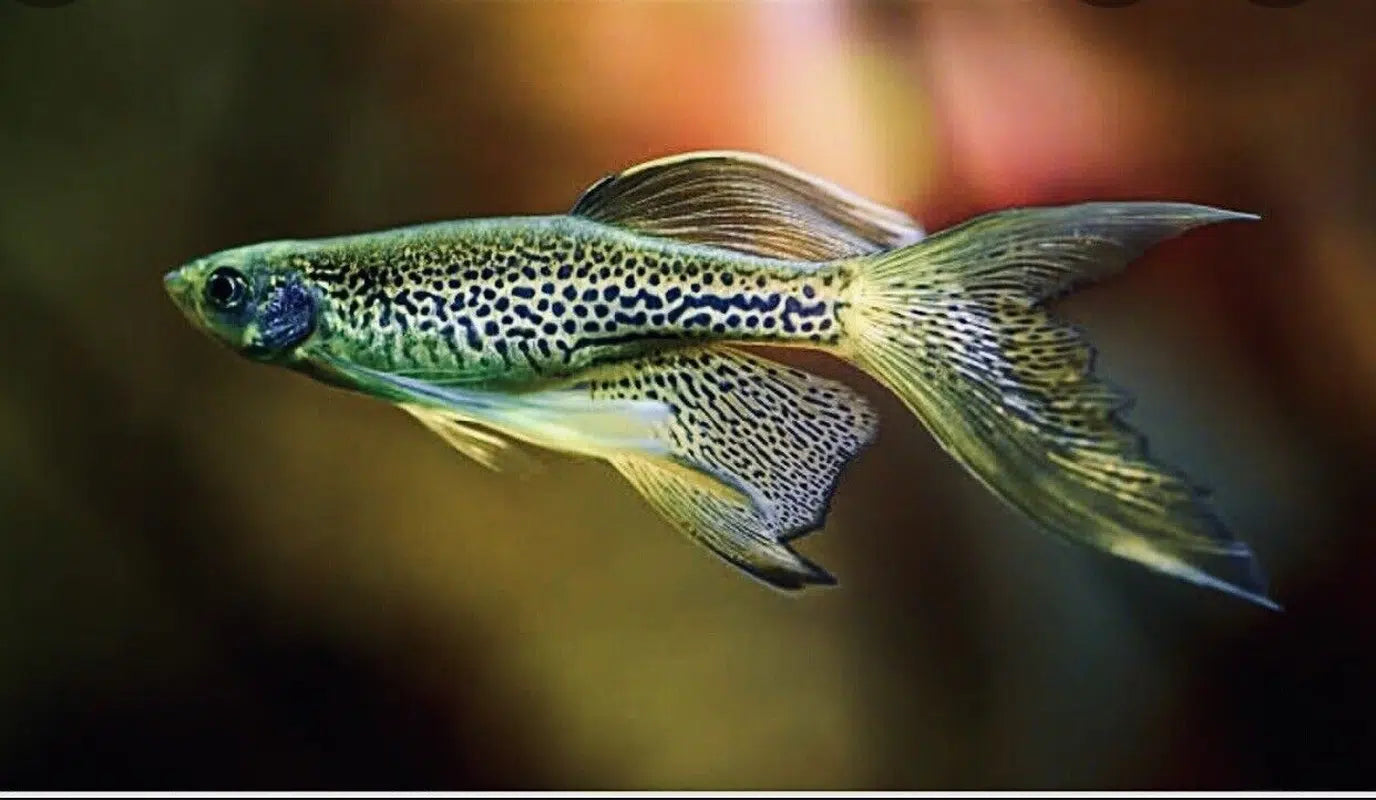 Long Fin Leopard Danio - Brachydanio Frankei