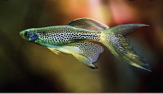 Long Fin Leopard Danio - Brachydanio Frankei