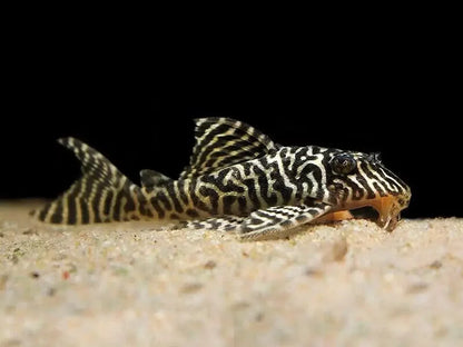 King Tiger Plec L066