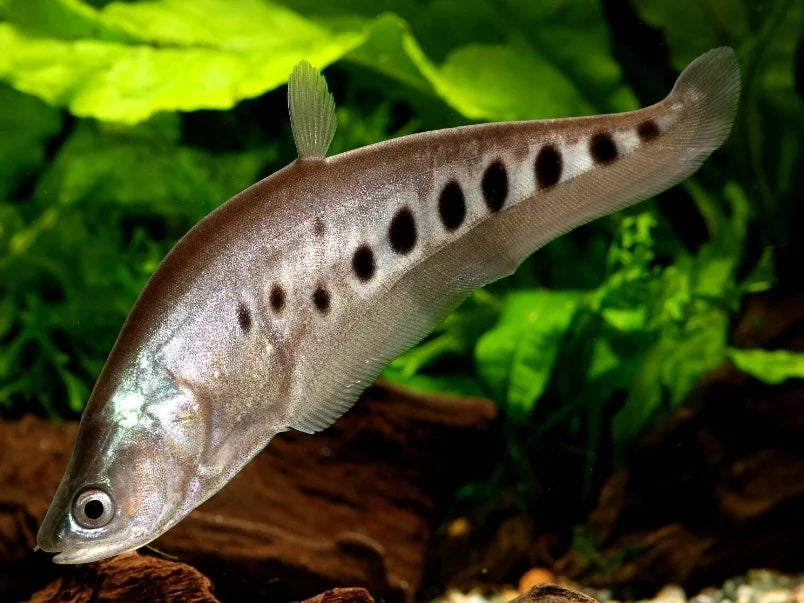 Clown Knifefish - Chitala Ornata