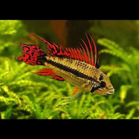Double Red Cockatoo Dwarf Cichlid - Apistogramma Cacatuoides