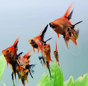 Mixed Angelfish - Pterophyllum Scalare
