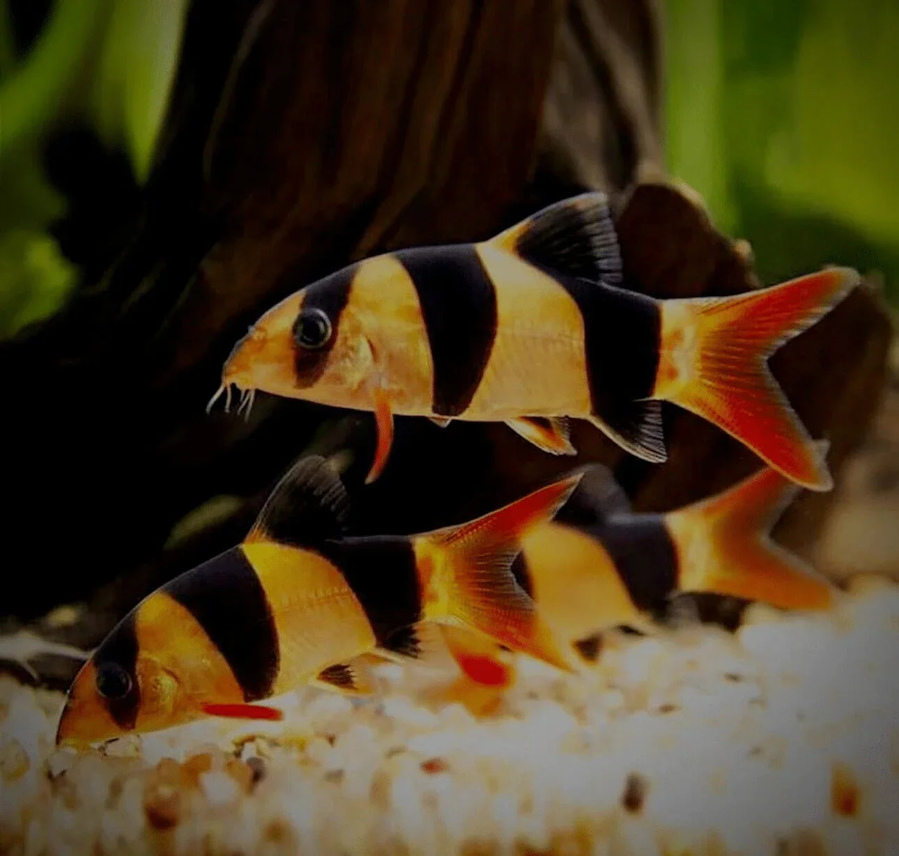 Botia Clown Loach Wild - Chromobotia Macracanthus