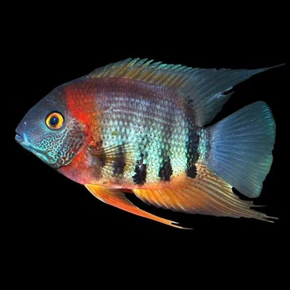 Redneck Severum - Heros Sp. Rotkeil
