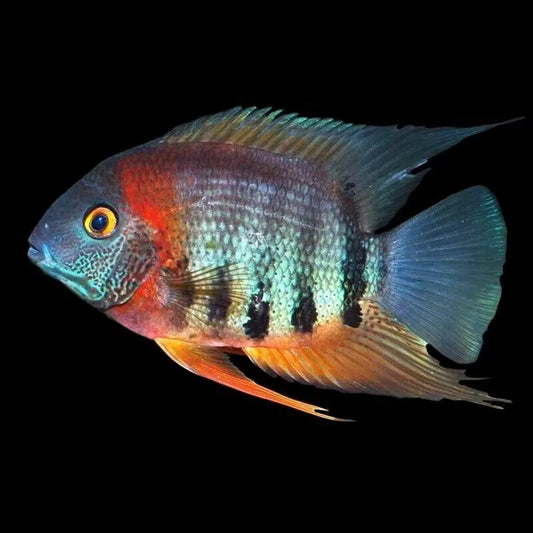 Redneck Severum - Heros Sp. Rotkeil