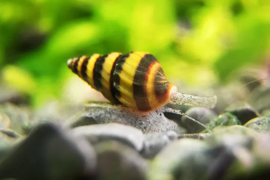 Assassin Snail - Clea Helena