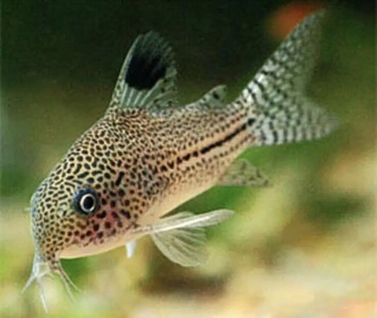 Wild Julii Cory - Corydoras Trilineatus