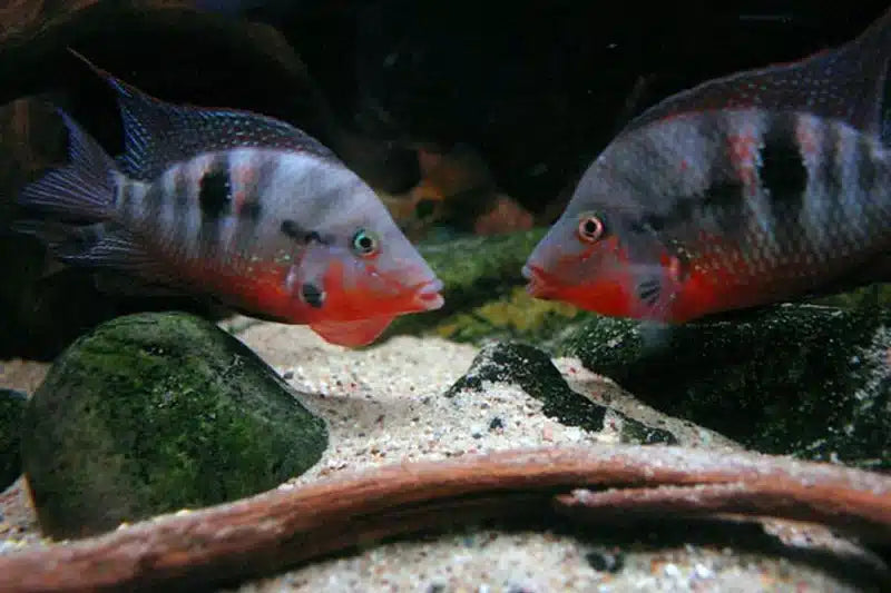 Firemouth Cichlid - Thorichthys Meeki