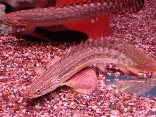 Nile Bichir - Polypterus Bichir