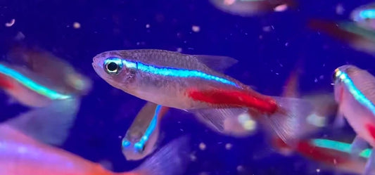 Neon Tetra - Paracheirodon Innesi