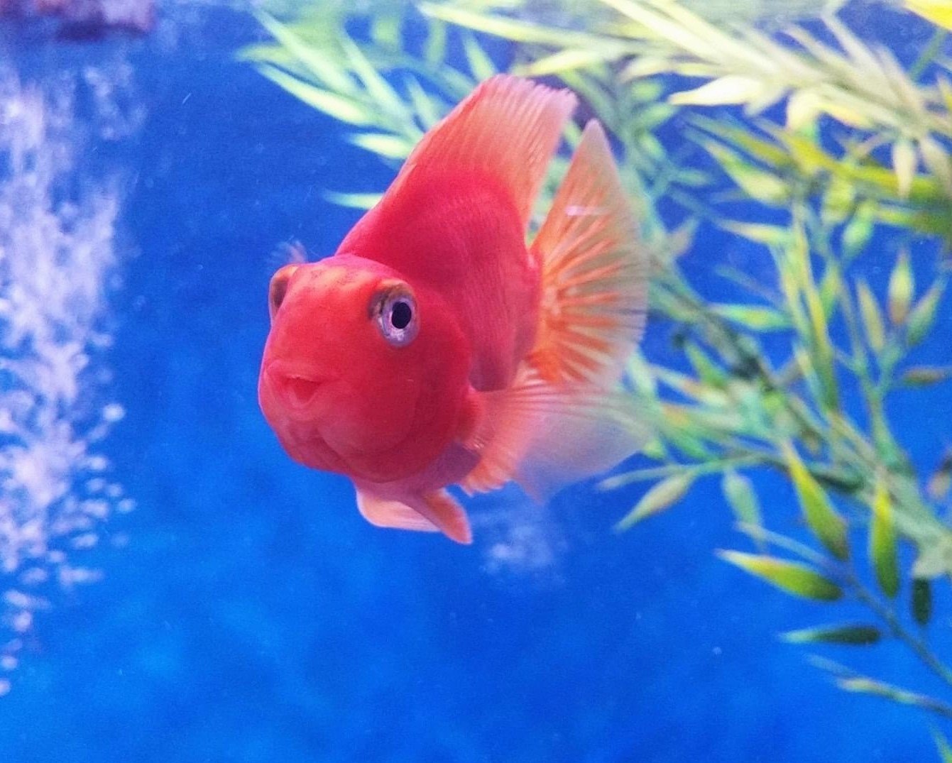 Jellybean Parrot Fish