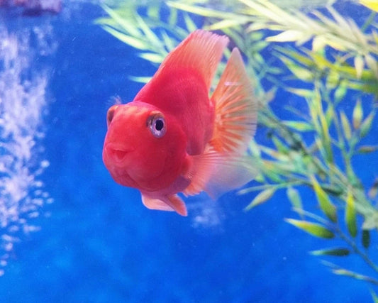 Jellybean Parrot Fish